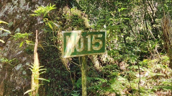 【中級山】插天山的奇幻世界，赫威山，赫威神木群步道2741327