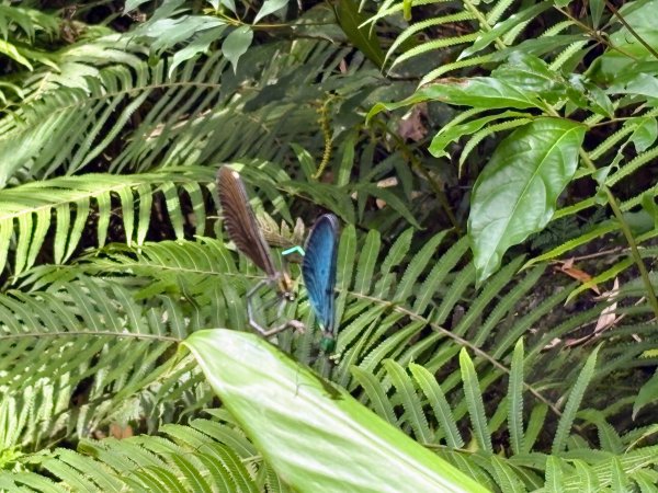 四寮溪生態步道2828546