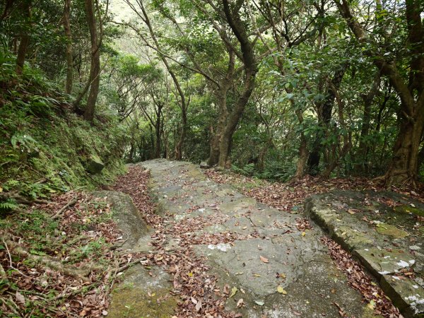[淡蘭古道] 2026_0531 北路第一段_樹梅坪古道3070643