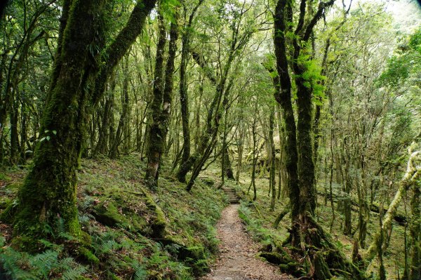 台中 和平 南松鶴山、八仙山、東松鶴山2877968