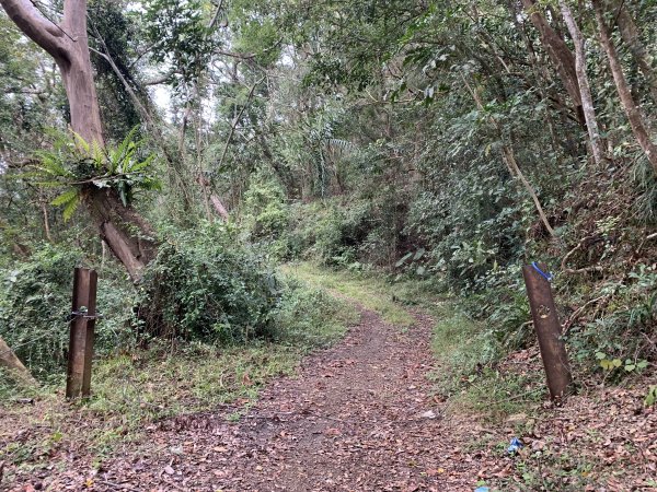 20250129高雄塔羅留山-塔羅留山南峰-他果晏山2705281