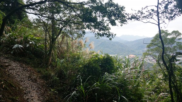 三峽(長壽山)→土城(天上山) 縱走1233057