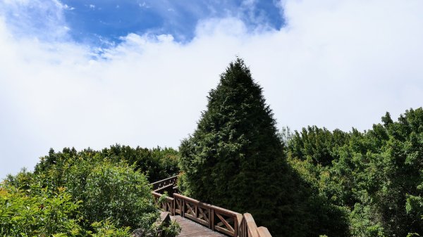 阿里山森遊區-祝山,對高岳步道2537003