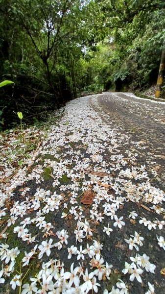 賞桐秘境-石門路(天上山)2134971