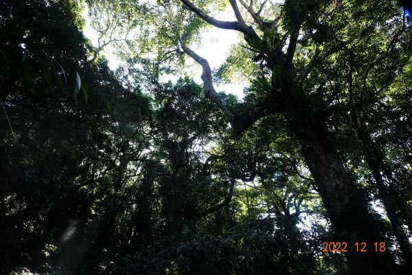 苗栗 泰安 馬那邦山、細道邦山1960850