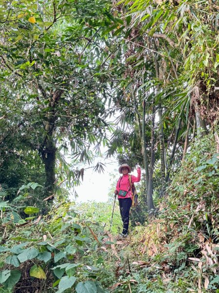 古坑地母廟走荷苞山(登山步道)訪小溪子山2946721