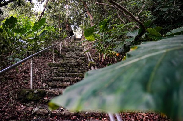 大崗山步道｜小百岳2812771