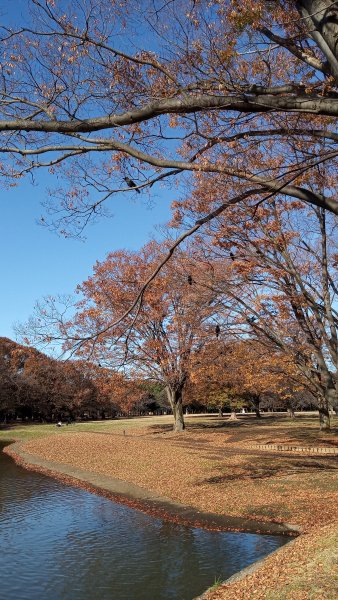 東京都澀谷區代々木公園761018