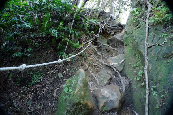新竹 關西 蓬萊仙島山、石牛山、油井窩山、福大山2982392