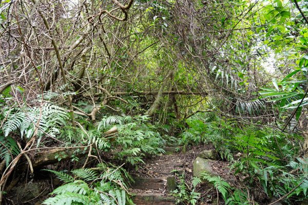 新北 烏來 大刀山、拉樸山、阿玉溪山2704950