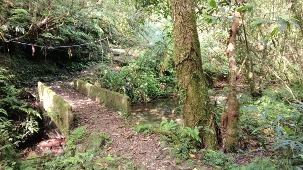 雙溪區溪尾寮古道-藤寮坑古道O型3114508