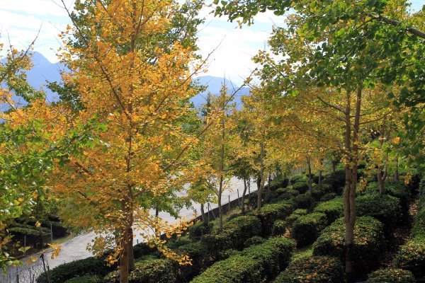 【南投~仁愛】清境農場賞銀杏落羽松楓紅1209040