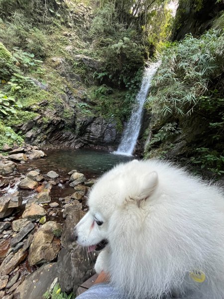 跟銀狐犬一起去蝴蝶谷瀑布找遺失登山杖 2025.12.52956218