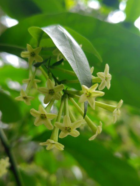 鳳鳴古道 鳳鳴山 南隘勇（南長城）古道 三湖山 八達嶺（龍骨）古道 綠色古道 延平古道2975149