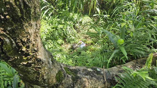 20250723大坑山-深按頭山西峰-334峰-三層崎山2845341