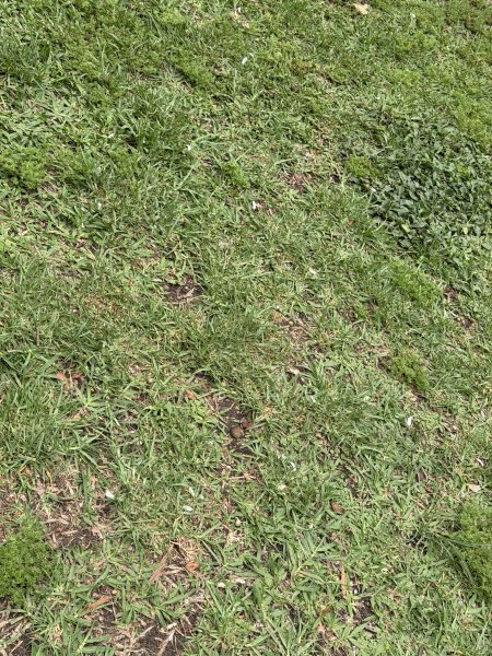 [紐約馬之行-69] 2025_1116 伊比拉布埃拉公園-下2955173