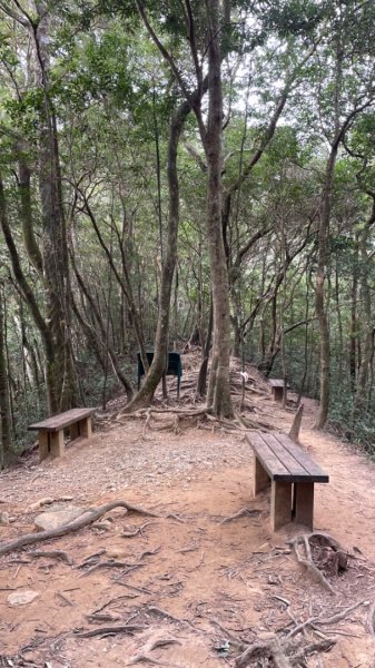 北得拉曼內鳥嘴山賞黃金山毛櫸、神木、雲海2647855