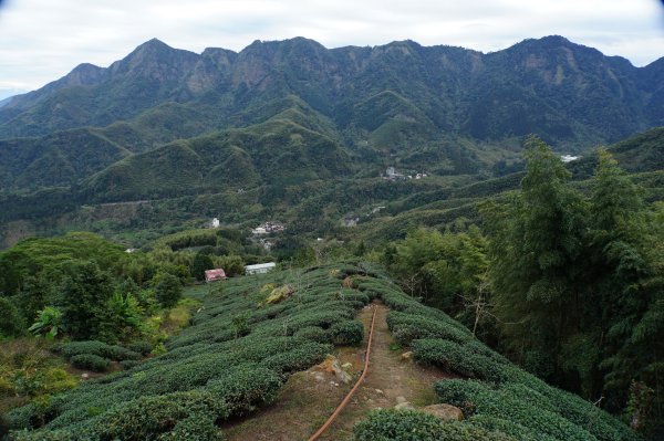 南投 鹿谷 大崙頭山、貓冬望山、樟空倫山、志騰山、竹崙山2993350