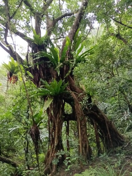 頭城鎮石城車站+隆嶺越嶺古道+隆嶺溪畔古道+福隆車站3002278