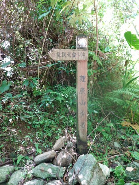 鯉魚山遠眺步道(北路)1466147