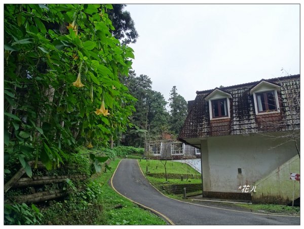 溪頭/山芙蓉之旅712624