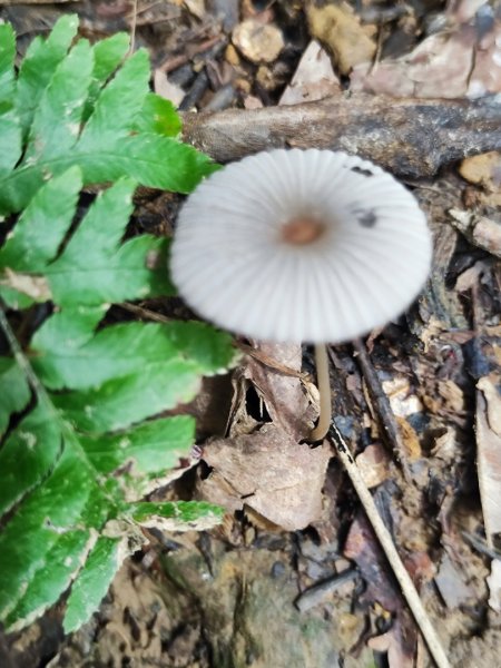 微笑山線之望月亭段2849026