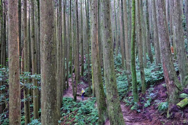 大雪山 長壽山 夫妻樹1813433