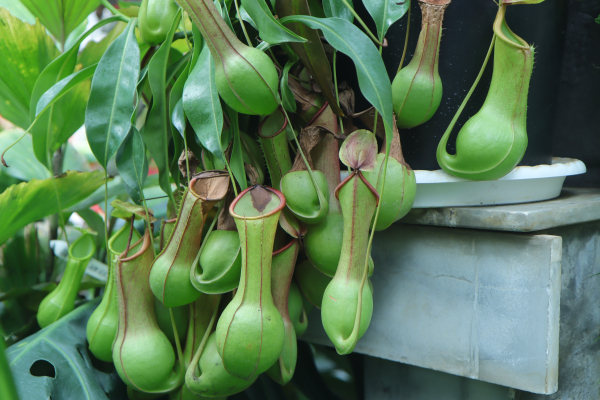 2025-07-26 士林官邸漫遊─新翰士林官邸→士林官邸入口→玫瑰園→園藝展覽館→新蘭亭(雨林植物展)→士林官邸公園→203號公園