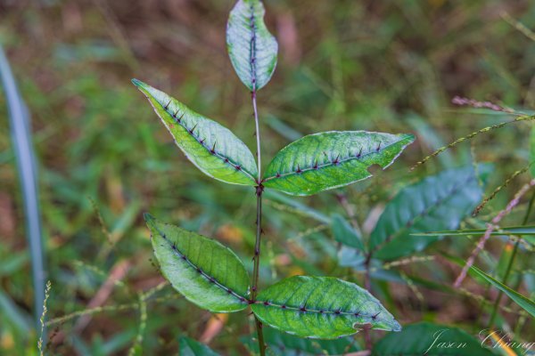 [宜蘭]鵲子山2932526