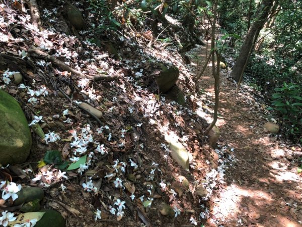 1080427火炎山576456