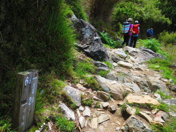 攀上台灣之巔，賞高山花海及島嶼天光1011582