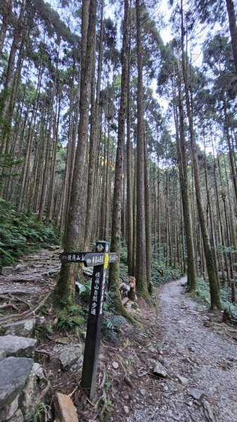 【細說大雪山木馬古道】橫嶺山、沙蓮山、笛吹山O繞2921074