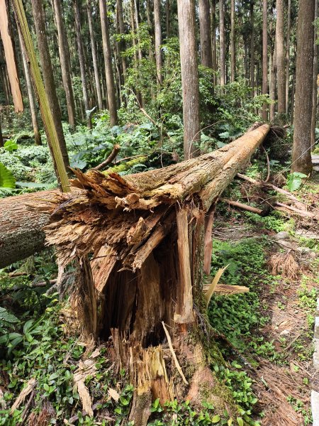 [百山百鳥尋旅-05/15] 2025_0830 溪頭賞鳥步道_銀杏步道2875561