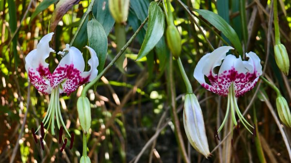 雲山水花鳥蝶-天龍國阿伯的日常 #艷紅鹿子百合 #大鳳蝶 #玉帶鳳蝶2863956
