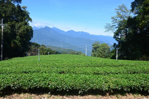 北東眼山239923