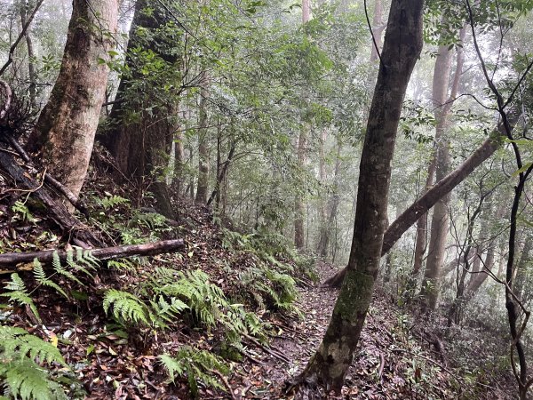 [皮皮獅探險隊-08/10] 2025_0719 李崠山步道2842980