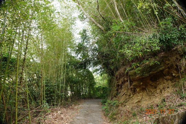 苗栗 大湖 雞冠山(細雞岑山)1528929