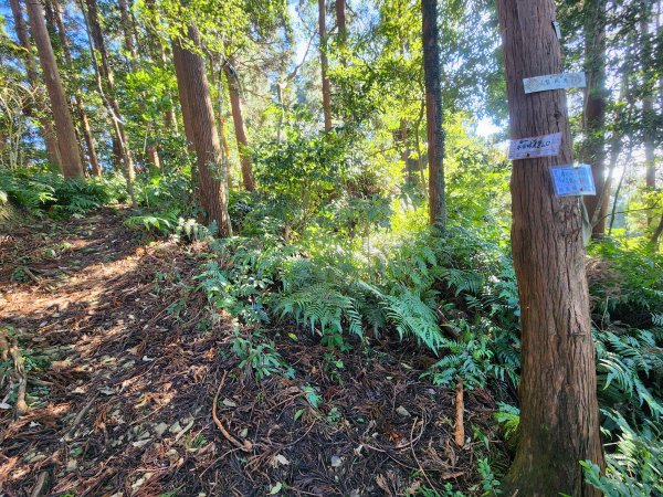 20250112貴妃山那結山外鳥嘴山蓮包山O型2727167