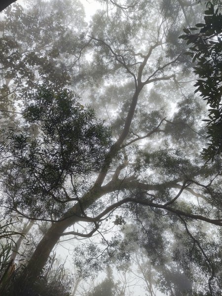 九讚頭車站-大崎棟.茶亭.逃學.騎龍古道20幾K繞大O2972514