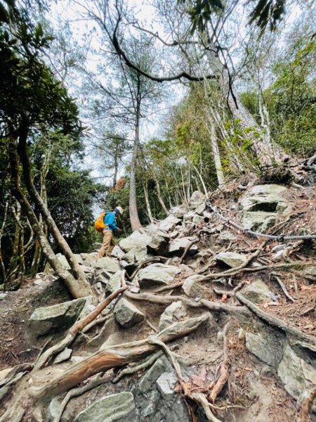 鳶嘴賞高山杜鵑1355899