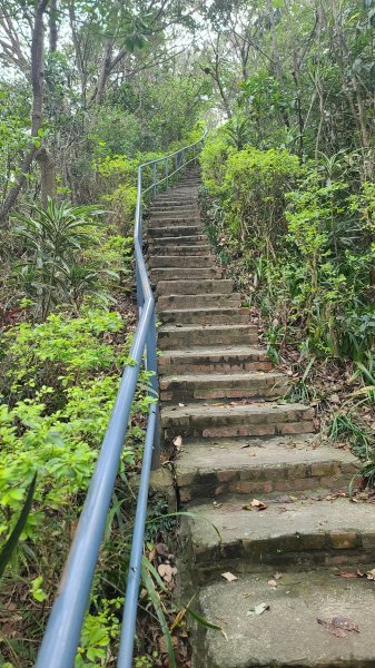 2025-0204 鶯歌_大凍山_三角埔頂山_迴龍2707980