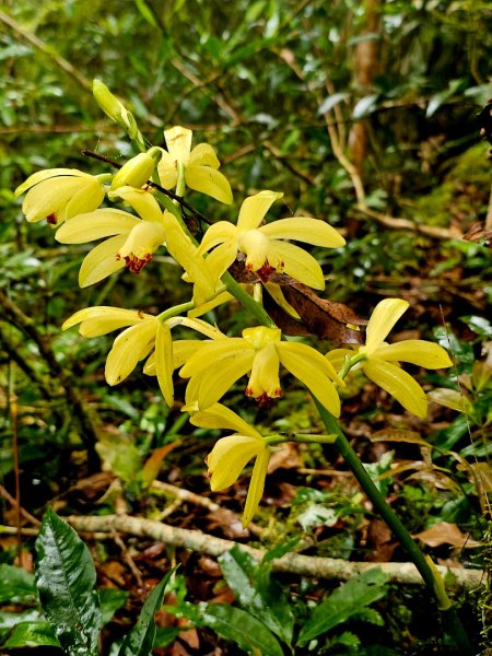 都蘭山-小百岳#93-台東縣東河鄉2779411