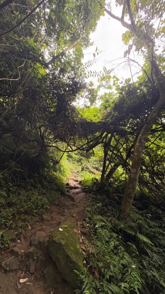 雙溪洲山（母親節快樂）3051403