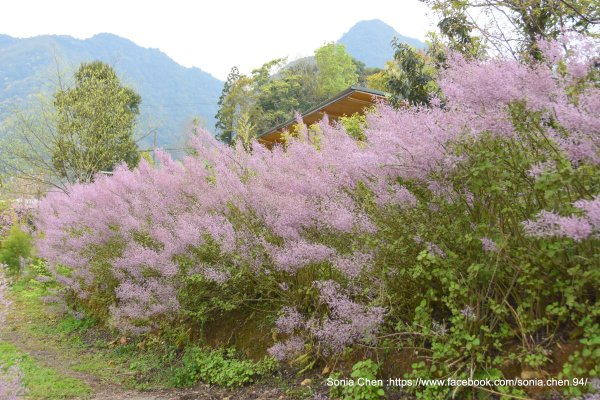 麝香木花廊 ，不用去南投 ，不用去雲林 ，桃園就有 2024 D0309 菊若雅扈  卡維蘭部落 麝香木花廊-北攀