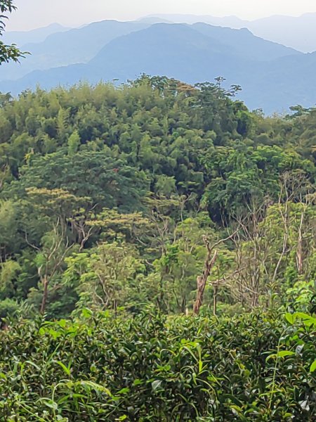 微笑山線：【天上山系】望月亭桐花段2855488