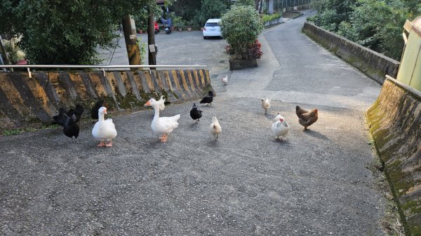 20260210南榮山.獅球嶺砲台群.劉銘傳隧道.天天鮮排骨飯2997120