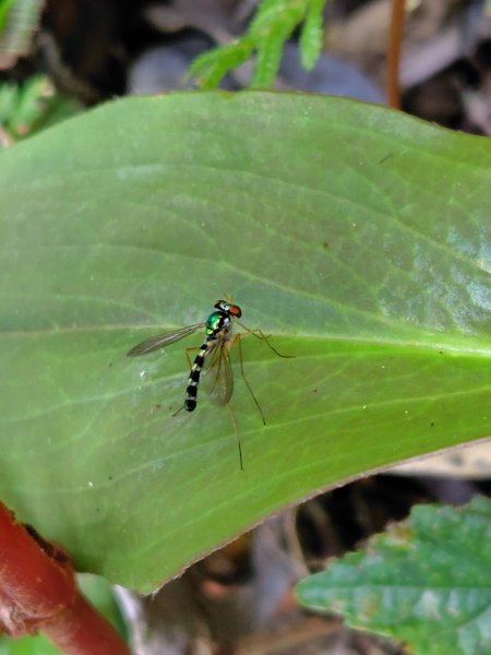 九芎頭步道-雲頂步道-二延平步道-二延平山-茶霧之道2773828