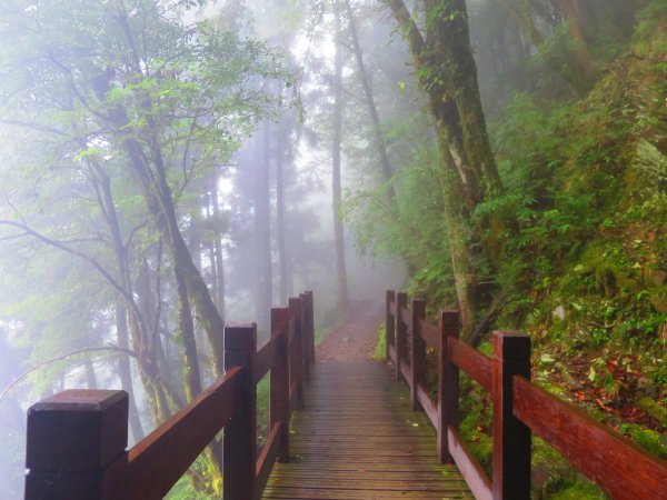 【新竹】觀霧迷幻森林：檜山巨木群步道1111970