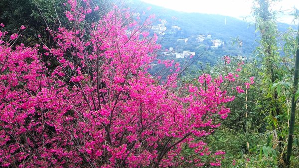 台北狗殷勤古道上平菁42巷下溪山古道賞櫻行2704908