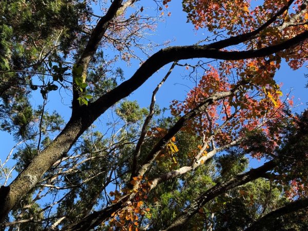 1141215塔山步道2963167